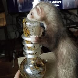 fxrret