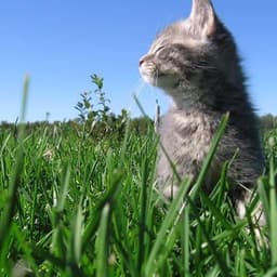ilija