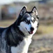 CachorreiraF