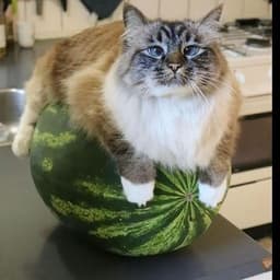 mihaabsolute