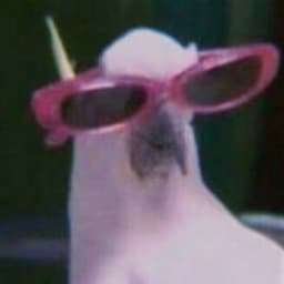 ELpajarito