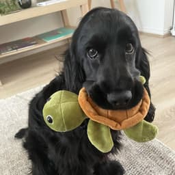 Vachechien