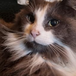 RoamingCat