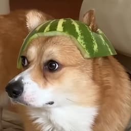 KanabazzGT