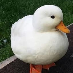 patito