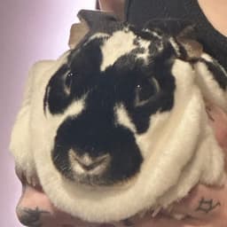 cookieduster