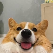 corgicsgo