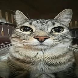 Sqwizyl