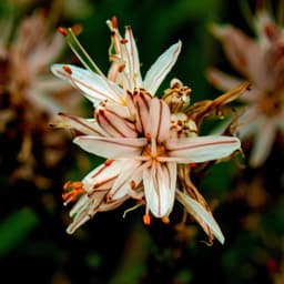 AsphodeL93