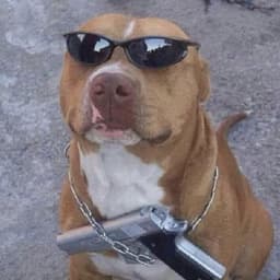 _Pibble