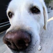 Bueezi