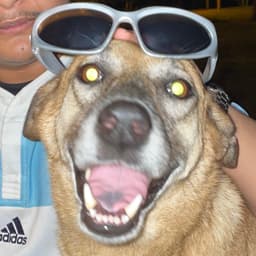 ZOTACGG