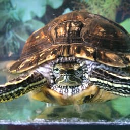 Turtlemastr