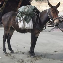 LordMule