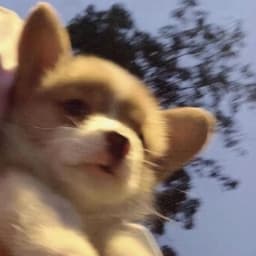 Maple0leaf
