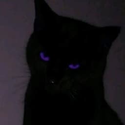 BeeDjey