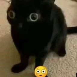 SOOTROLL