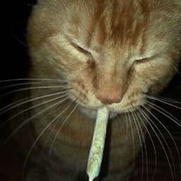 KiBaSss
