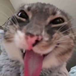 MistaSlippy