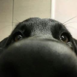 jge-