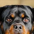 Rotweiler_go