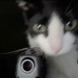 Mand4rines