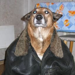 HARLEYDAVIDS
