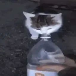 coliezxd