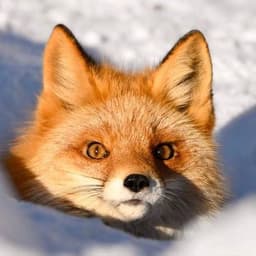RikkyTheFox