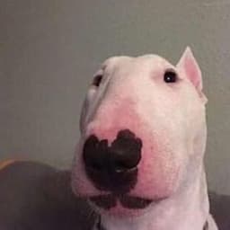YourDogDed