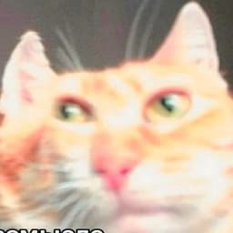 catzilla1