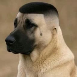 HAYVAN01