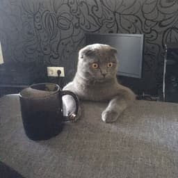 MN0G0ZNAAAAL