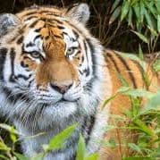 animal0333