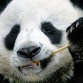 PandaFM
