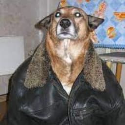 l1tesman