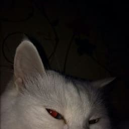 lofesz