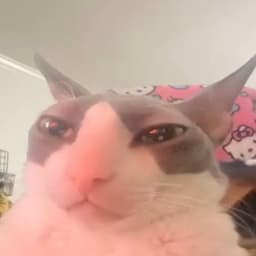 wyhyxd2
