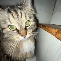 Purina_ONE