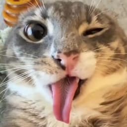 dobrikW