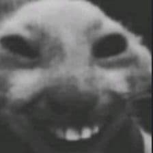 FunnyCat276