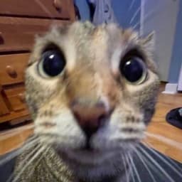 Zagoni