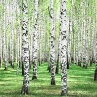 Birchpuu