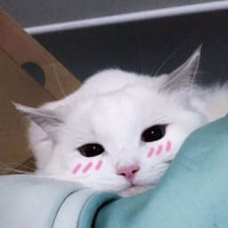 Miko3_3