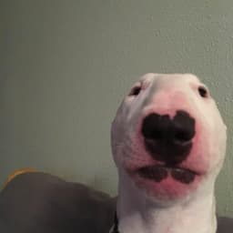 Gammelsmolf5