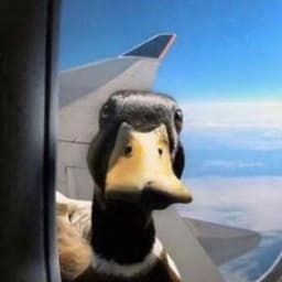 duckiecsgo