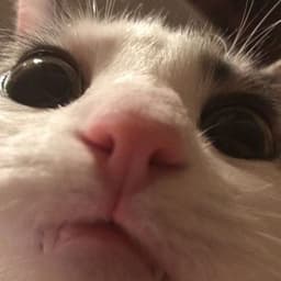 Niuchac_z