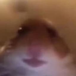 dee4sy