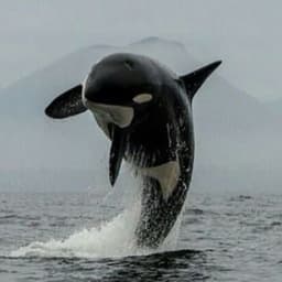10uMaxWhale