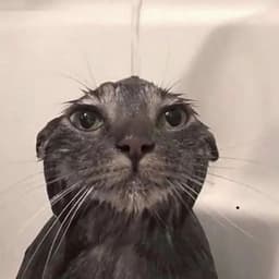 skitador